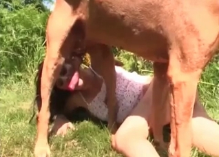 Slutty chick blows a big-dicked horse