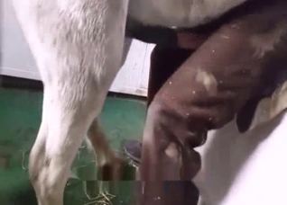 Extremely hot bestiality action here