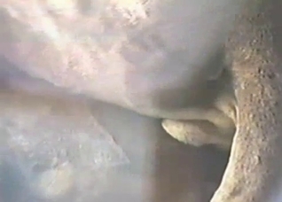 Close-up animal sex to blow your mind