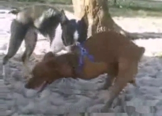Amazing sex with a small masturbator dog