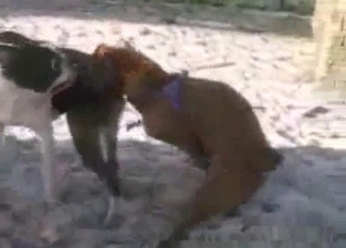 Amazing sex with a small masturbator dog