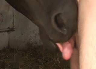 Dude getting blown by a sexy mare
