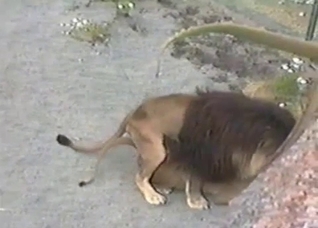 Lions fucking like crazy outdoors