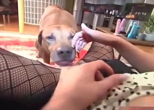 Dog happily eating that pussy here