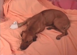 Extreme love-making with animals