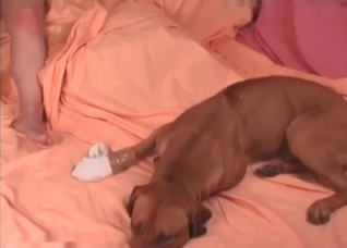 Extreme love-making with animals
