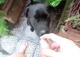 Hot dude jerking in front of his dog