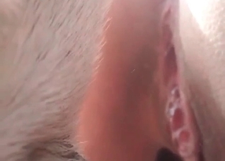 Close-up penetration with a dog