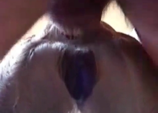 Close-up action with a filthy animal