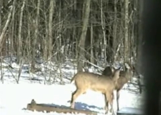 Outdoors banging with kinky animals