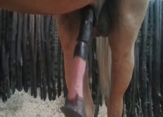 Watch that horse cock get harder