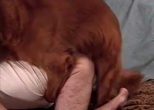Brown dog mounts this submissive dude