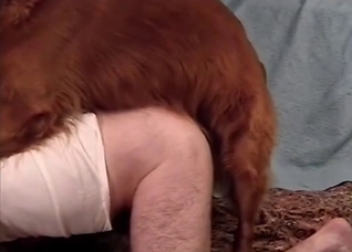 Brown dog mounts this submissive dude