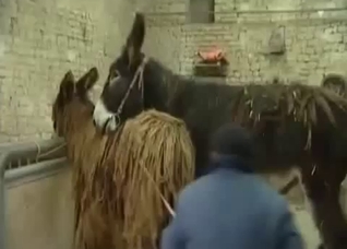 Making sure the animals breed right