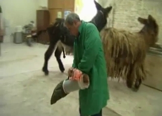 Making sure the animals breed right