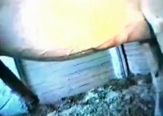 Watch that horse boner get bigger