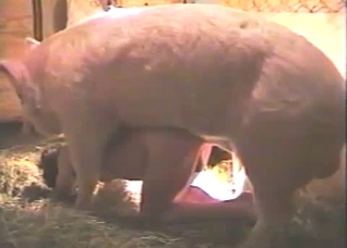 That pig really wants to FUCK HARD