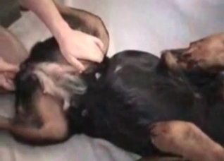 Good little doggie is gonna get fucked