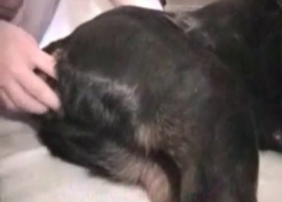 Good little doggie is gonna get fucked