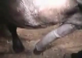 MIFL with a tight hole fucks a horse