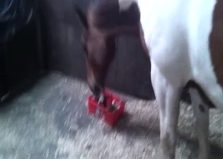 Brown horse getting gaped violently