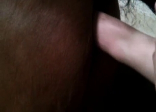 Brown horse getting gaped violently