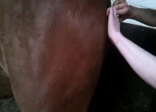 Brown horse getting gaped violently