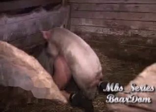 Pig gets to fuck a very horny farmer
