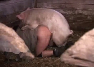 Pig gets to fuck a very horny farmer