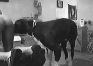 That dog appreciates big asses