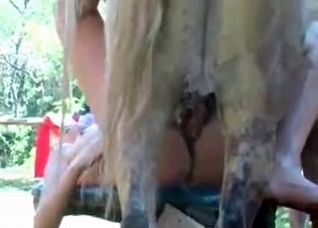 Extreme gape courtesy of a horse