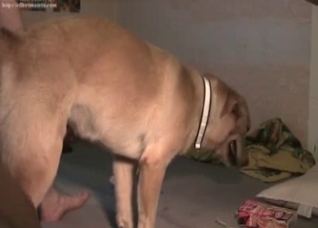 Thick doggo getting nailed from behind