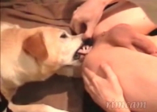 Dude's asshole licked by a kinky dog