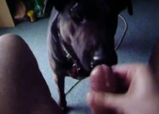 POV blowjob from a very horny dog
