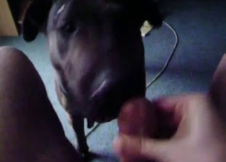 POV blowjob from a very horny dog