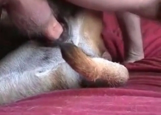 Sweet doggy is fucking in the close-up shot