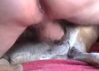 Sweet doggy is fucking in the close-up shot