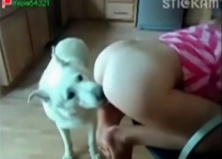 Juicy pussy slowly licked by an adorable animal