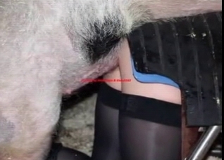 Hot collection with dirty animal sex