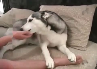 Male zoophile drills his doggy in hardcore mode