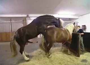 Two horses fuck like crazy, enjoy