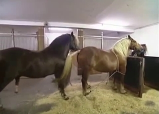 Two horses fuck like crazy, enjoy