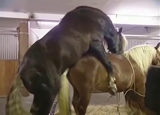 Two horses fuck like crazy, enjoy