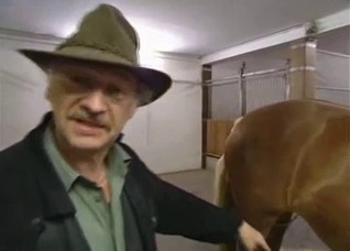 Two horses fuck like crazy, enjoy