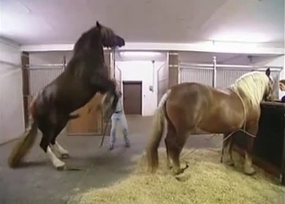 Two horses fuck like crazy, enjoy