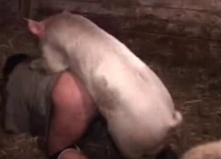 Pig fucking the big-assed male owner