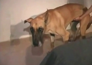 Close-up banging with a slutty dog