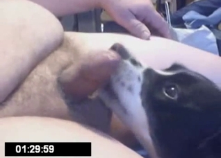 Fat dude gets a nice BJ from a dog