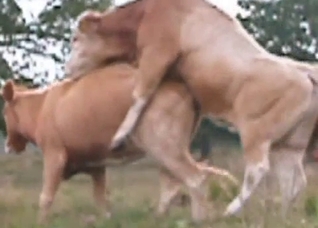 Animal being animals and fucking