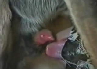 A very sensual blowjob for a beast